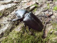 Lucanus cervus