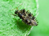 Dictyla rotundata