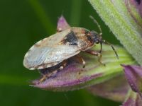 Platyplax salviae