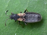 Ischnodemus sabuleti