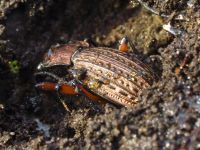 Carabus (Carabus) granulatus