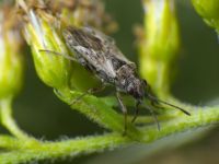 Nysius ericae