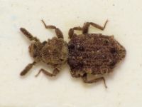 Nosodomodes diabolicus