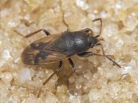 Megalonotus chiragra