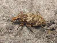 Coniocleonus hollbergii