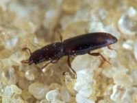 Rhizophagus bipustulatus
