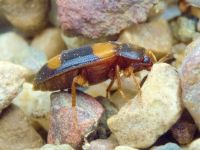 Mycetophagus quadripustulatus