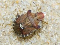 Dyroderes umbraculatus