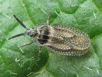 Dictyonota strichnocera