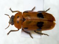 Clytra novempunctata