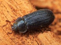 Grynocharis oblonga