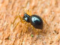 Linyphiidae