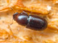 Cis castaneus
