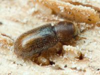 Cis tomentosus