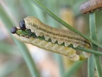 Neodiprion sertifer