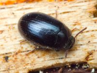 Platydema violaceum