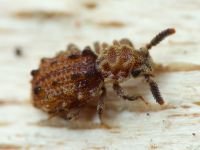 Nosodomodes diabolicus