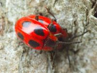 Endomychus coccineus