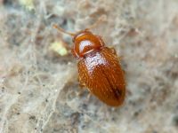 Mycetaea subterranea