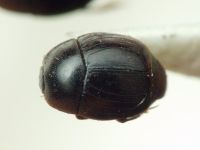Histeridae