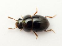 Agathidium