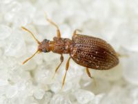 Stephostethus angusticollis