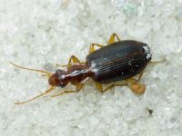 Dromius agilis