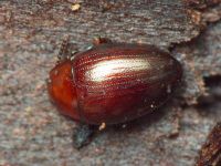 Scaphidema metallicum