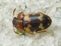 Mycetophagus piceus