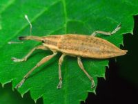 Lixus (Eulixus) iridis