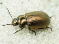 Chrysolina marginata