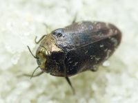 Trachys minutus minutus
