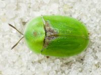 Cassida (Cassida) denticollis