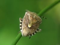 Dolycoris baccarum