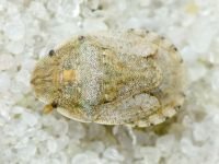 Sciocoris deltocephalus