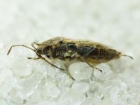 Nysius ericae