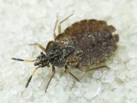 Aradus distinctus