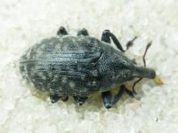 Larinus turbinatus