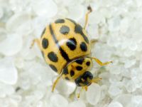 Tytthaspis sedecimpunctata