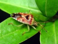 Elasmucha grisea