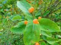 Lonicera tatarica