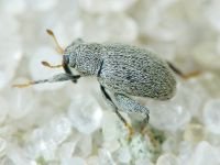 Pseudorchestes smreczynskii