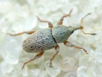 Tychius pumilus