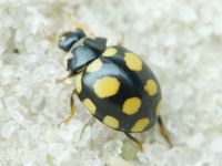 Coccinula quatuordecimpustulata