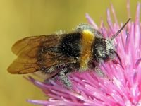 Apidae