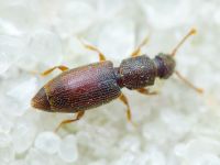Monotoma brevicollis
