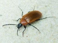 Pseudocistela ceramboides