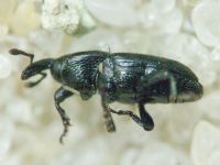 Labiaticola melas
