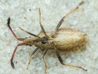 Coriomeris denticulatus