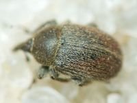Rhinusa